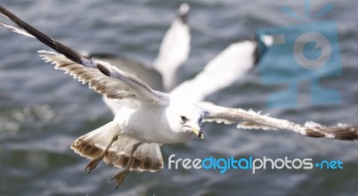 Beautiful Isolated Picture With The Gulls Flying Stock Photo