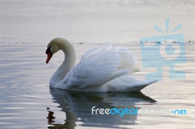 Beautiful Isolated Picture With The Swan Swimming In The Lake Stock Photo