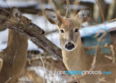 Beautiful Isolated Picture With Two Wild Deer In The Snowy Forest Stock Photo