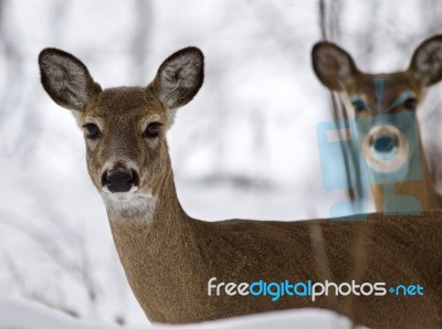 Beautiful Isolated Picture With Two Wild Deer In The Snowy Forest Stock Photo