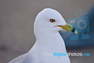 Beautiful Isolated Portrait Of A Cute Gull On The Shore Stock Photo