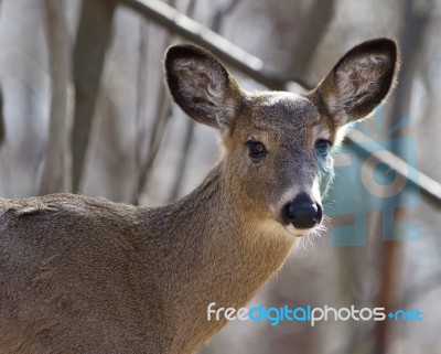 Beautiful Isolated Portrait Of A Cute Wild Deer In The Forest Stock Photo