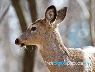 Beautiful Isolated Portrait Of A Cute Wild Deer In The Forest Stock Photo