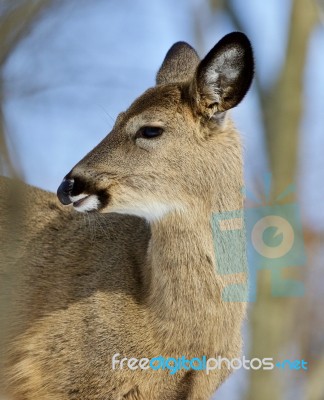 Beautiful Isolated Portrait Of A Cute Wild Deer In The Forest Stock Photo