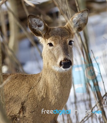 Beautiful Isolated Portrait Of A Cute Wild Deer In The Snowy Forest Stock Photo