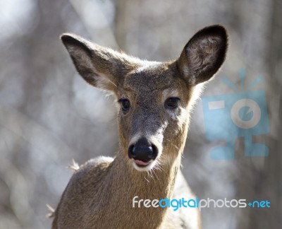 Beautiful Isolated Portrait Of A Funny Wild Deer In The Forest Stock Photo