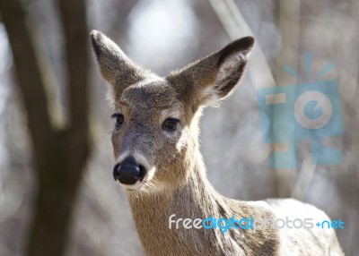 Beautiful Isolated Portrait Of A Wild Deer In The Forest Stock Photo