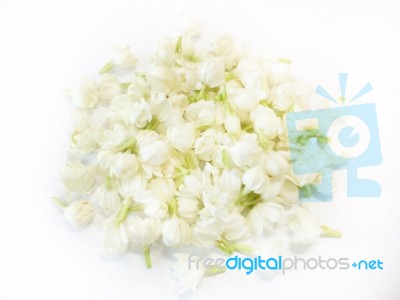 Beautiful Jasmine Flowers On White Background Stock Photo