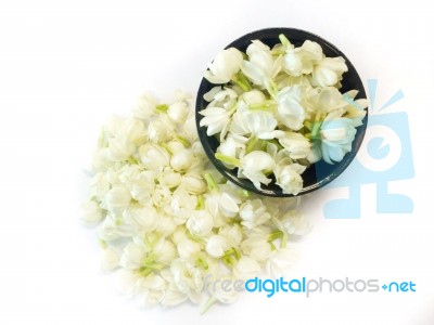 Beautiful Jasmine Flowers On White Background Stock Photo