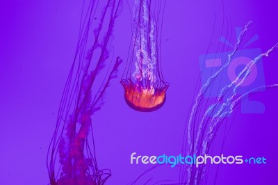 Beautiful Jellyfish Stock Photo