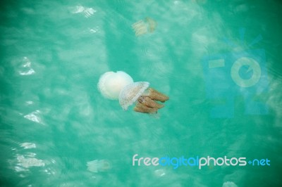 Beautiful Jellyfish Floating In The Sea Stock Photo