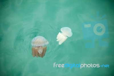 Beautiful Jellyfish Floating In The Sea Stock Photo