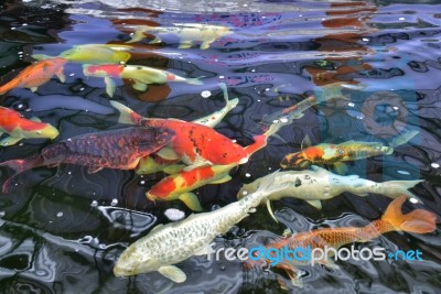 Beautiful Koi Fish Stock Photo