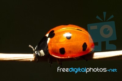 Beautiful Ladybug Insect Stock Photo