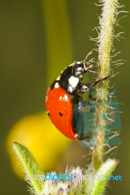 Beautiful Ladybug Insect Stock Photo