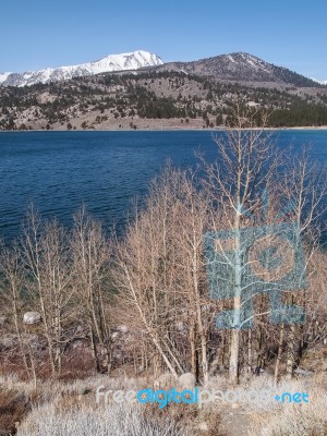 Beautiful Lake, Snow Mountain And Pine Tree Stock Photo