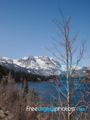 Beautiful Lake, Snow Mountain And Pine Tree Stock Photo