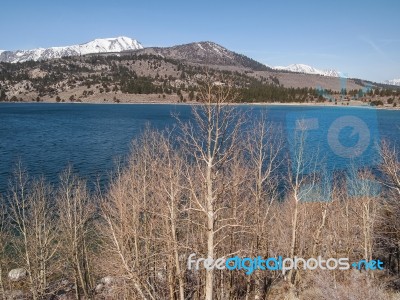 Beautiful Lake, Snow Mountain And Pine Tree Stock Photo