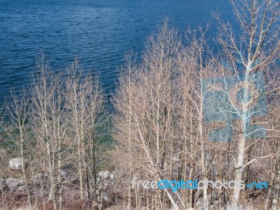 Beautiful Lake, Snow Mountain And Pine Tree Stock Photo