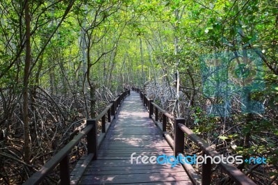 Beautiful Land Scape Of Wood Way Bridge In Natural Mangrove Fore… Stock Photo