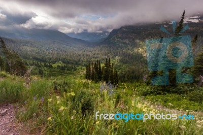 Beautiful Landscape And Wide Flower In Glacier National Park Stock Photo