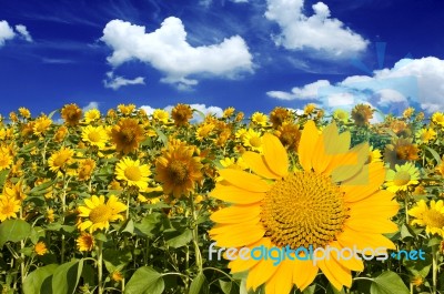 Beautiful Landscape With Sunflower Field Over Cloudy Blue Sky Stock Photo