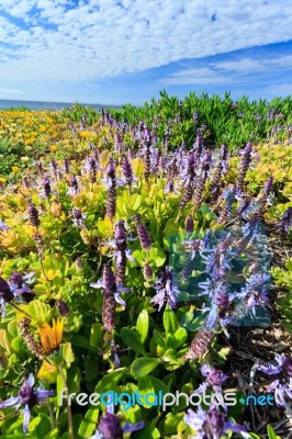 Beautiful Lavandula Stoechas Stock Photo