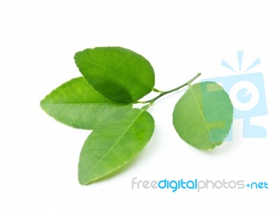 Beautiful Leaves Stock Photo