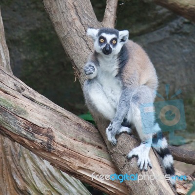 Beautiful Lemur Stock Photo