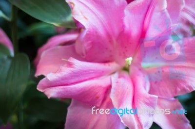 Beautiful Local Pink Lilly Flower Bloom Stock Photo