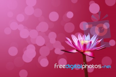 Beautiful Lotus Stock Photo