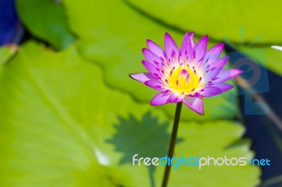 Beautiful Lotus Flower Blooming In Pond Stock Photo