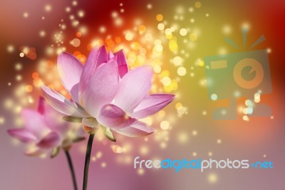 Beautiful Lotus Flower Colorful Background Stock Photo