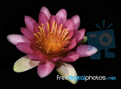 Beautiful Lotus&waterlily Flower Is The Symbol Of The Buddha, Stock Photo