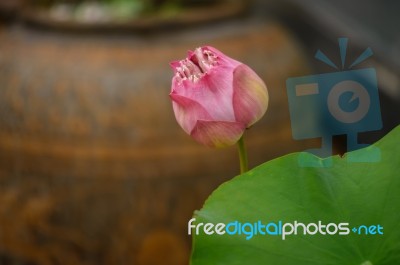 Beautiful Lotus&waterlily Flower Is The Symbol Of The Buddha, Stock Photo