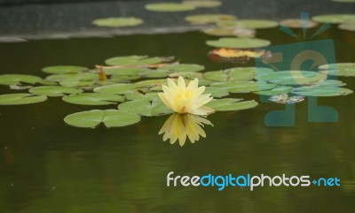 Beautiful Lotus&waterlily Flower Is The Symbol Of The Buddha, Stock Photo