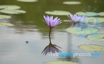 Beautiful Lotus&waterlily Flower Is The Symbol Of The Buddha, Thailand Stock Photo