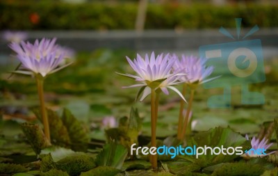 Beautiful Lotus&waterlily Flower Is The Symbol Of The Buddha, Thailand Stock Photo