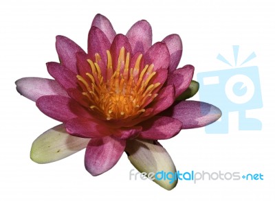 Beautiful Lotus&waterlily Flower Is The Symbol Of The Buddha, Thailand Stock Photo