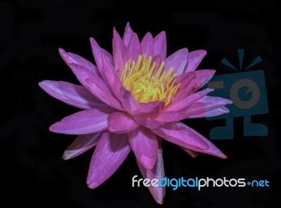 Beautiful Lotus&waterlily Flower Is The Symbol Of The Buddha, Thailand Stock Photo