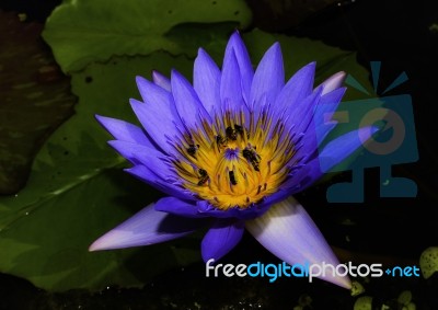 Beautiful Lotus&waterlily Flower Is The Symbol Of The Buddha, Thailand Stock Photo