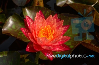 Beautiful Lotus&waterlily Flower Is The Symbol Of The Buddha, Thailand Stock Photo