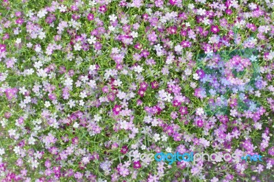 Beautiful Lovely Little White And Pink  Gypsophila Flowers Patte… Stock Photo