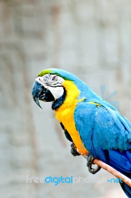 Beautiful Macaw Stock Photo