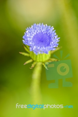 Beautiful Macro Blue Flower Stock Photo