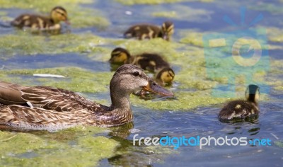 Beautiful Mallard And Her Chicks Stock Photo