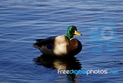 Beautiful Mallard In The Shadows Stock Photo