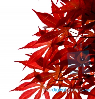 Beautiful Maple Leaves Stock Photo