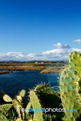 Beautiful Marshlands Stock Photo