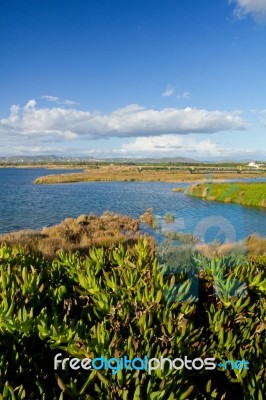 Beautiful Marshlands Stock Photo